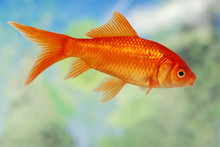 Closeup Of A Gold Fish Swimming In A Tank