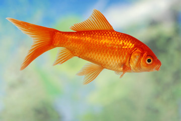 closeup of a Gold Fish swimming in a tank