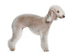 Bedlington terrier, standing in front of white background