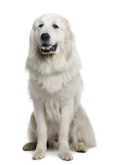 Wall Mural - Great Pyrenees or Pyrenean Mountain Dog, sitting