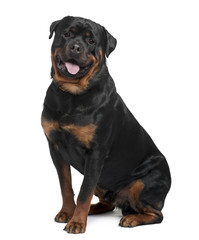 Wall Mural - Rottweiler, 2 years old, sitting in front of white background