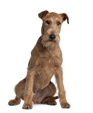 Irish Terrier, 2 Years Old, Sitting In Front Of White Background