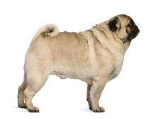 Pug, 6 Years Old, Standing In Front Of White Background