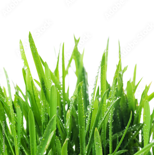 Fototapeta do kuchni Fresh Green Grass Border.Isolated on white