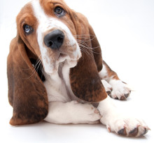 Basset Hound Puppy Closeup