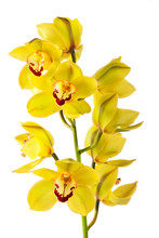 Yellow Orchid Isolated