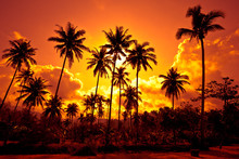 Coconut Palms On Sand Beach In Tropic On Sunset