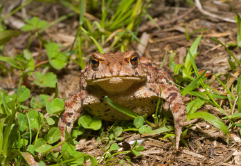 Wall Mural - Toad (Bufo gargarizans) 19