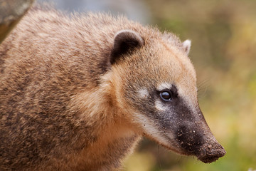 ring tailed coati