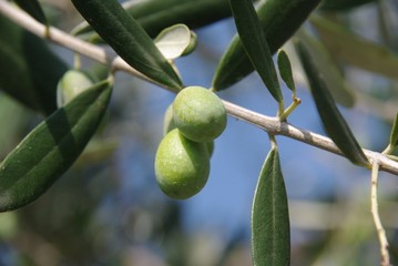 green olives on branch