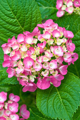 Red and yellow flowers of Hydrangea