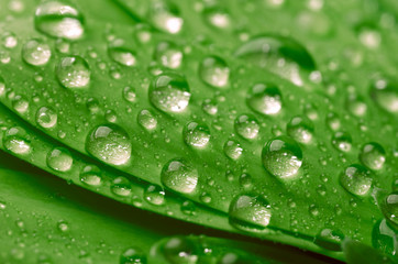  Green leaf with waterdrops.