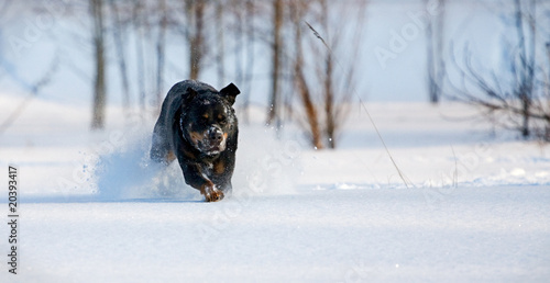 The Dog Of Breed Rottweiler Runs On Snow Buy This Stock