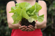 Fresh Lettuce