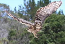 Eagle Owl In Flight