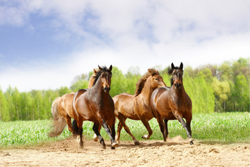 Canvas Print - horses run