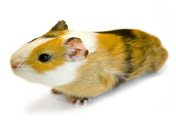 guinea pig