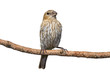 © mtruchon - female house finch perched on a pine branch