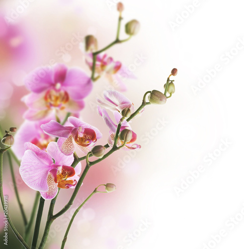 Board z aluminiowym obramowaniem Piękna orchidea border.isolated na white.selective ostrości