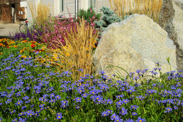 Wall Mural - Gartenmargerite - garden marguerite 03