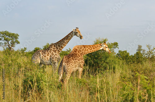 Tapeta ścienna Kruger park żyrafy, republika południowej afryki