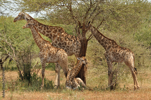 Tapeta ścienna Kruger park żyrafy, republika południowej afryki