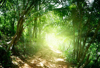 Canvas Print - ground road in jungle of dominican