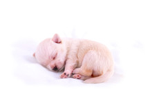 Sleeping Chihuahua Puppy On White Background