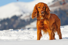 Golden British Cocker Spaniel Dog Standing In The Snow