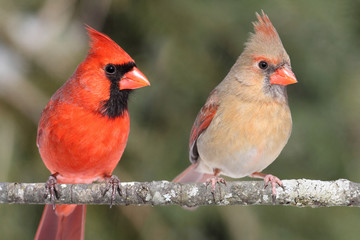 Sticker - Pair of Northern Cardinals