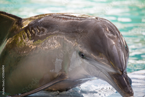 Board z aluminiowym obramowaniem Delfin