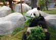 A giant panda eats bamboo