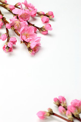 Wall Mural - peach blossom