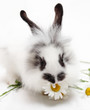 Leinwanddruck Bild Rabbit with chamomile
