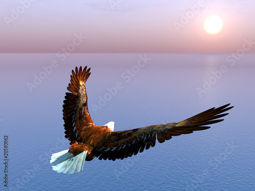 Obraz na płótnie canvas trzyczęściowy "tryptyk" Sea ​​eagle