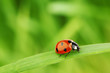 Leinwanddruck Bild ladybug on grass