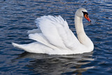white swan