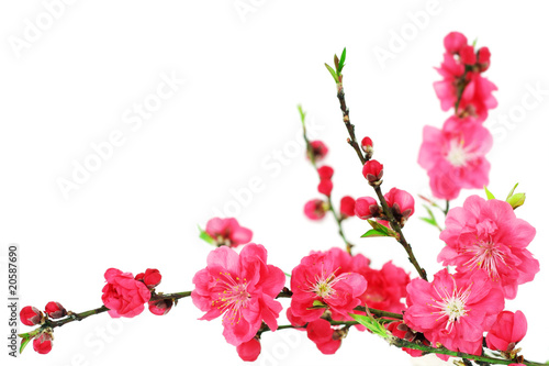 Spring cherry flowers