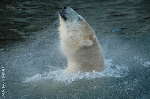 Board z aluminiowym obramowaniem Pływanie polarne (ursus maritimus)