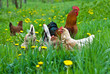 Hens and rooster