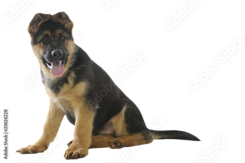 Chiot Berger Allemand Attendrissant Avec Oreilles Cassees Stock Photo Adobe Stock Chiot Berger Allemand Attendrissant Avec Oreilles Cassees Stock Photo Adobe Stock