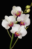 Fototapeta Storczyk - Orchidée blanc  2