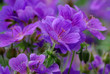 background of beautiful purple flowers