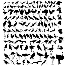 Collection Of Bird