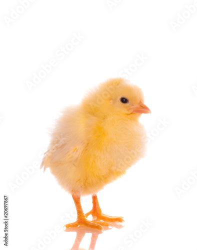 Cute Baby Chicks Buy This Stock Photo And Explore Similar Images Cute Baby Chicks Buy This Stock Photo And Explore Similar Images