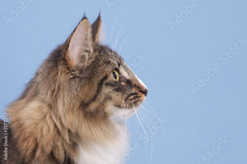 Profil Du Portrait D Un Chat Norvegien Tigre Photo Stock Adobe Stock