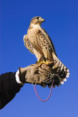 pregrine falcon cross on gloved hand