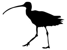 Silhouette Of Curlew