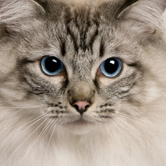 Obraz na płótnie portret kota