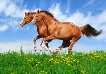 Poster - two stallions gallop in field